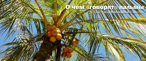 О чем «говорят» пальмы