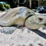 О морских черепахах замолвите слово 7