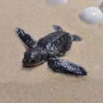 О морских черепахах замолвите слово 8