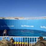 История Дельфина или как Провести Прекрасный День в Клиарватер Морском Аквариуме 2