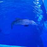 История Дельфина или как Провести Прекрасный День в Клиарватер Морском Аквариуме 1