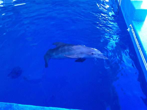 История Дельфина или как Провести Прекрасный День в Клиарватер Морском Аквариуме 1